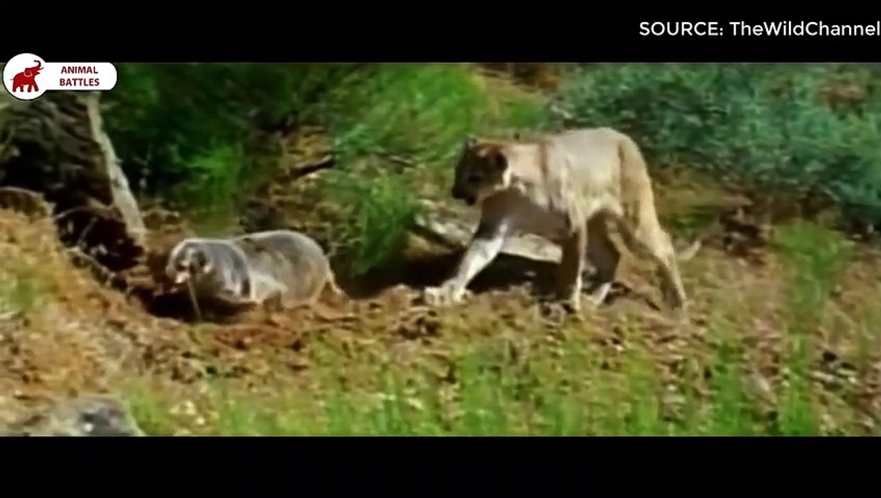 6 combats entre Blaireau et Gros Chats   Combats d’Animaux