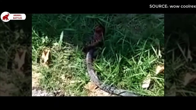 6 combats entre Mille-pattes Géant et Serpent Combats d’Animaux