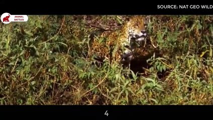 6 moments où les Crocodiles et les Caïmans ont été vaincus   Combats d’Animaux