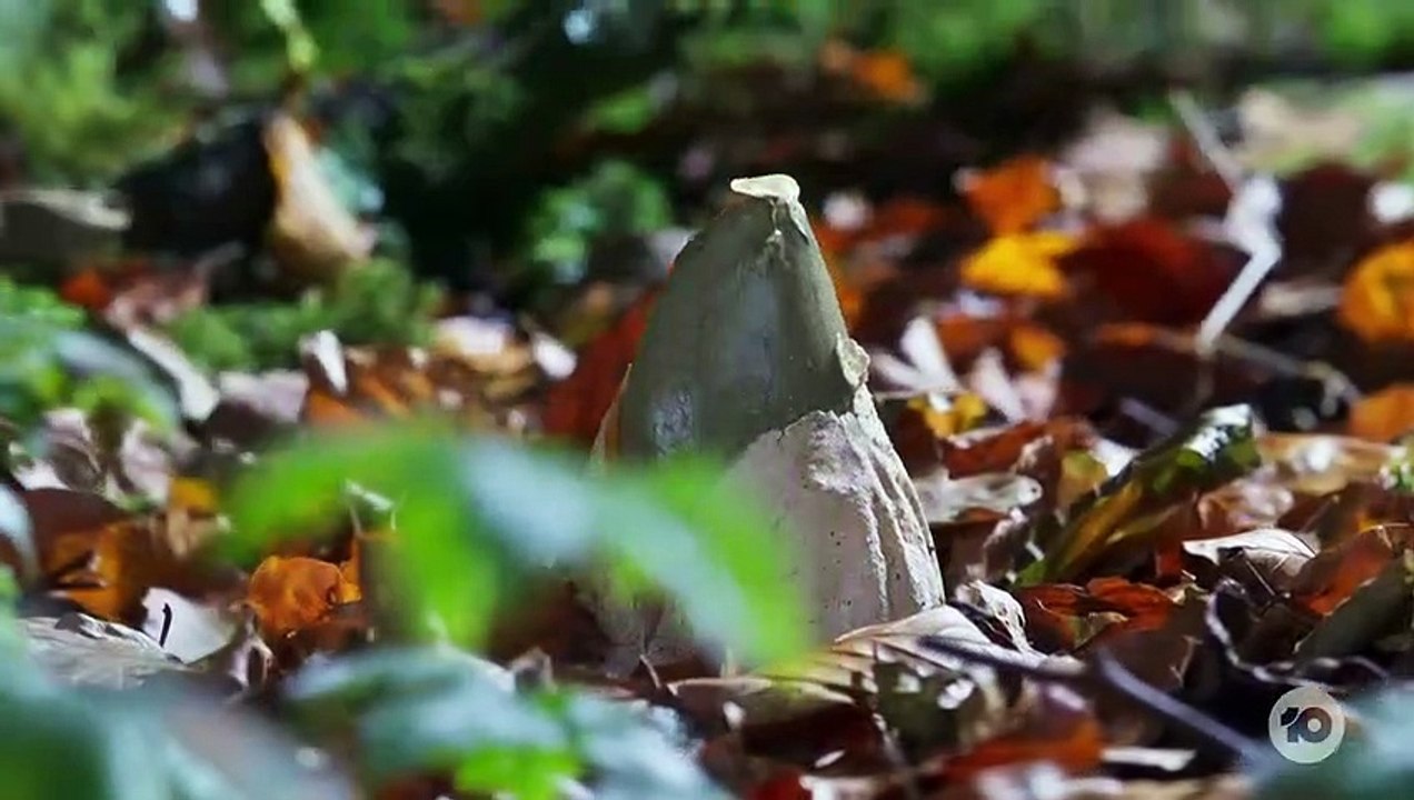 Gogglebox Australia Season 18 Episode 3 Dailymotion Video