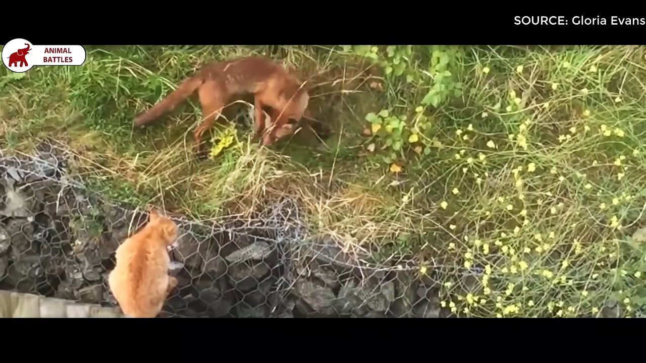 8 Combats De Renard   Combats d’Animaux