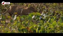 Batailles féroces entre des Jaguars, Léopards et des Crocodiles, Caïman   Combats d’Animaux