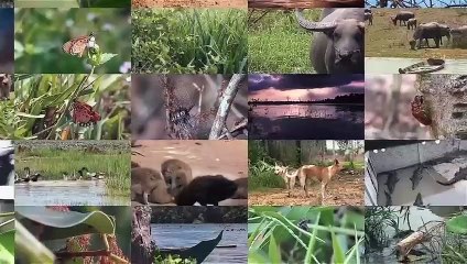 Ces Animaux Se Sont Attaqués Aux Mauvais Adversaires