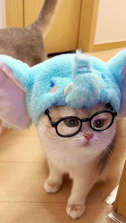 Cute Cat funny cosplay