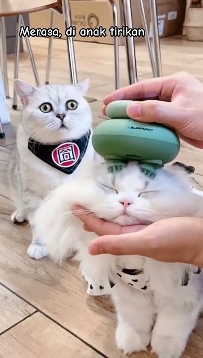 Cat funny video moments