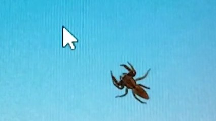Spider vs. Mouse Cursor: Cursor BEWILDERS Tiny Spider