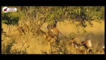 Hyènes vs Chiens sauvages Africains Compilation   Combats d’Animaux