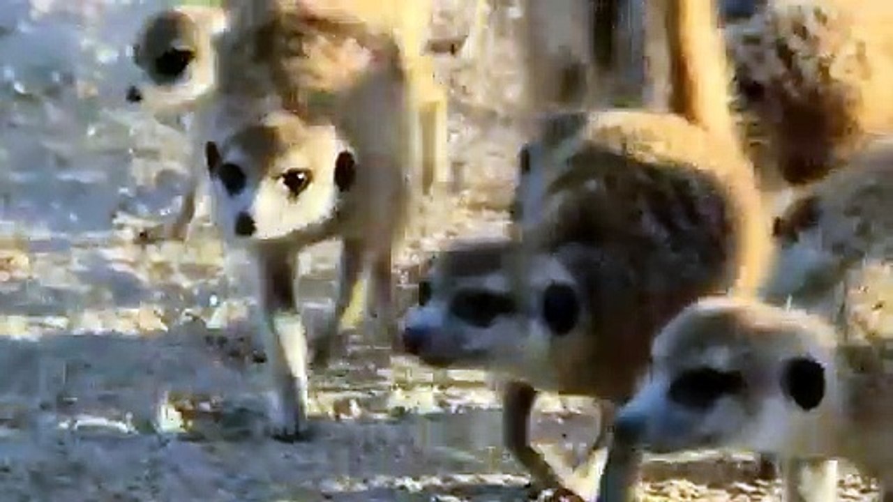 Des suricates plus forts qu'un cobra ! - ZAPPING SAUVAGE 17