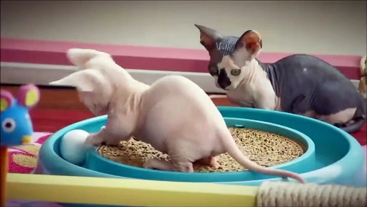 Le chat mutant - ZAPPING SAUVAGE 10