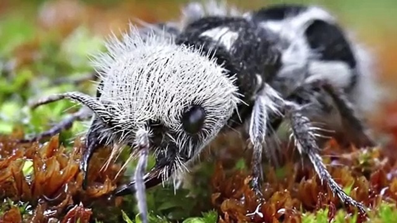 Les 10 Animaux Les Plus BIZARRES Du Monde    Lama Faché