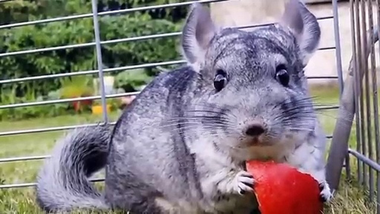 Les ANIMAUX les plus MIGNONS du monde    Lama Faché