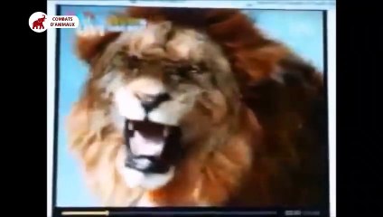 Lion bat Tigre beaucoup de fois, Raisons pourquoi Lion est le roi   Combats d’Animaux