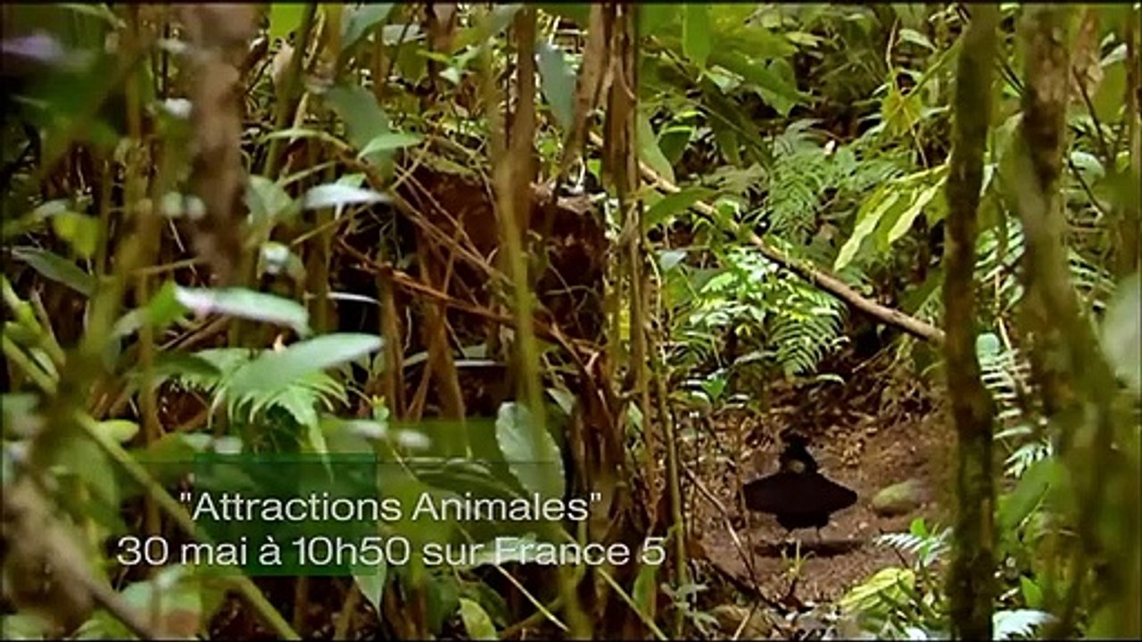 L'oiseau le plus cool du monde - ZAPPING SAUVAGE 2