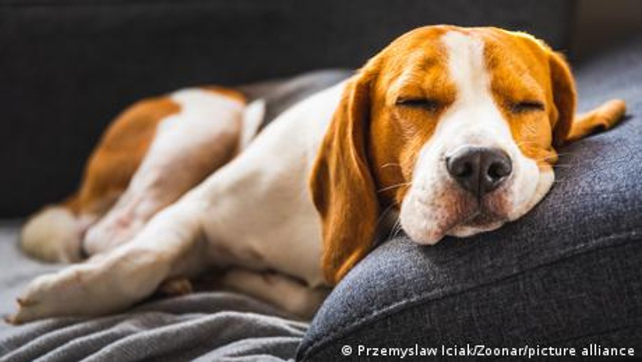 Können alle Tiere träumen?