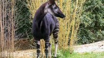 The Okapi_ A Unique and Endangered Animal Found Only in the Democratic Republic of Congo ----(360P)