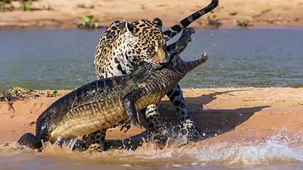 Quando o Hipopótamo odeia muito o Crocodilo   Combats d’Animaux