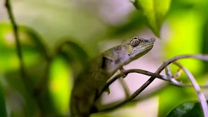 PRÉDATEURS 1 3 (FRANCE 5 BBC) - ZAPPING SAUVAGE 50