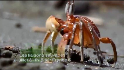 Pourquoi les dauphins sautent-ils  - ZAPPING SAUVAGE 3