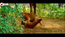 Tigre tuant Tigre dans un combat à mort   Combats d’Animaux