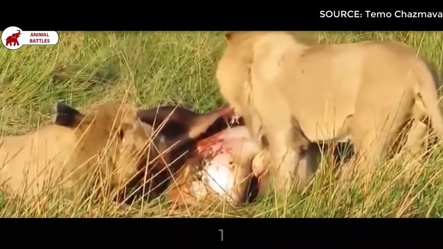 Top 5 des combats de Lion pour le Territoire Combats d’Animaux