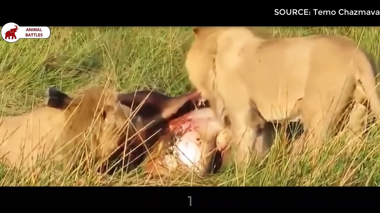 Top 5 des combats de Lion pour le Territoire   Combats d’Animaux