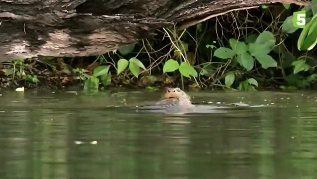 Un bébé loutre apprend à nager - ZAPPING SAUVAGE 66