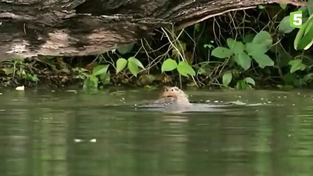 Un bébé loutre apprend à nager - ZAPPING SAUVAGE 66