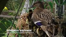 Un pigeon prend le métro pour faire ses courses - ZAPPING SAUVAGE 12