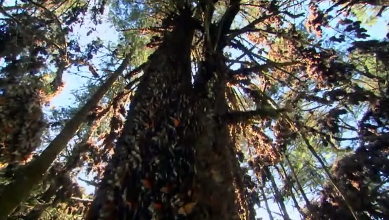 Un vol de millions de papillons ! - ZAPPING SAUVAGE 25