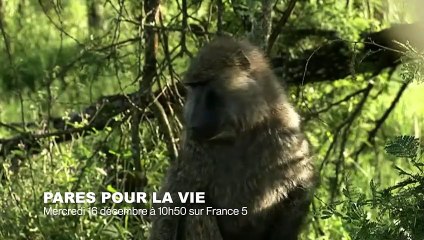 Une belle amitié inter-espèces - ZAPPING SAUVAGE 49