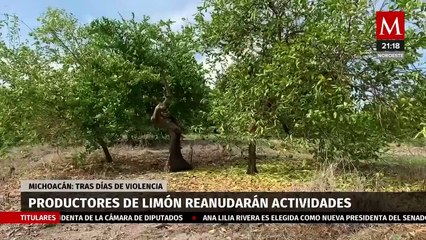 Prevén que productores de limón de Apatzingán retomen actividades la siguiente semana