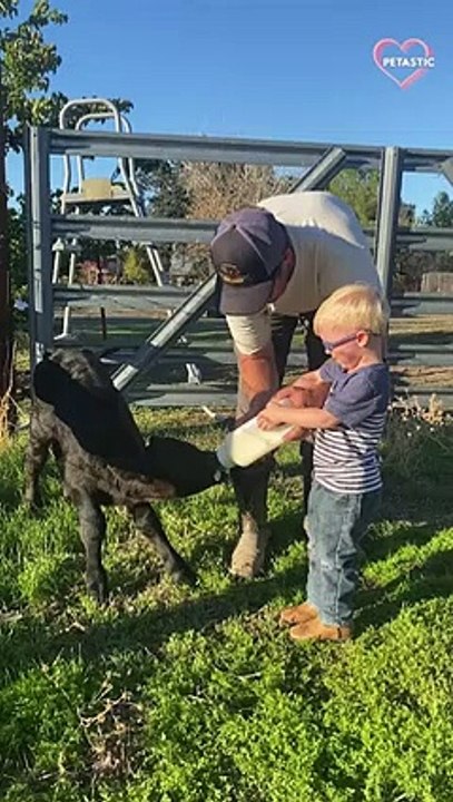 Animals being jerk compilation 2022   PETASTIC