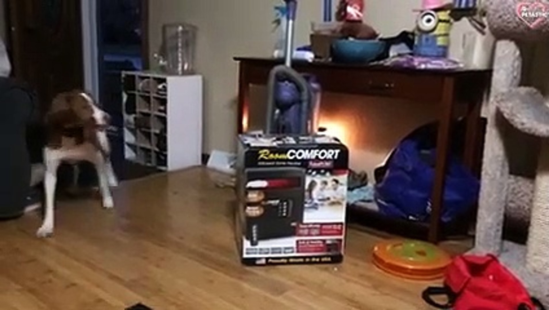 ⁣Cute Dogs Videos To Make You Happy - Funny Dogs Compilations   PETASTIC