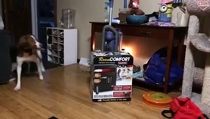 Cute Dogs Videos To Make You Happy - Funny Dogs Compilations   PETASTIC