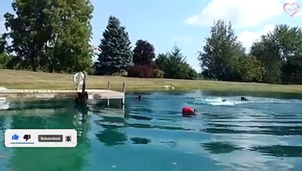 Funny Animals Fall Down - Try Not To Laugh   PETASTIC