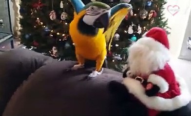 Cute and Funny Parrots Doing Funny Things   PETASTIC