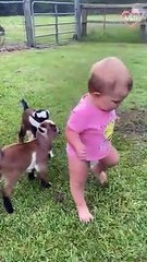 Cute animals you must see when you are stressed   PETASTIC