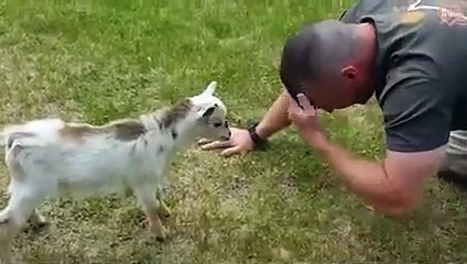 GOAT Is Funny And Cute - Funny Goat Videos   PETASTIC