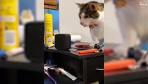 Hilarious Cat Reactions to Being Scare - Cats Being Scare   PETASTIC