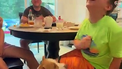 Funny Babies and Animals Interaction - Try Not to Laugh   PETASTIC