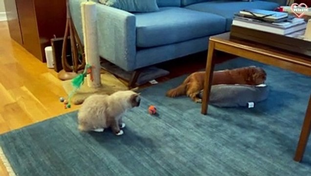 Cats Fighting with Dogs - Cats vs Dogs Compilation PETASTIC