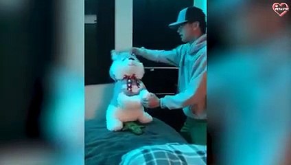 Dogs Scares Reaction - Funny Dogs Scared of Random Things   PETASTIC