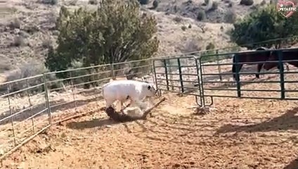 This Is My Territory - Funny Animals Fighting Each Other - Part 2   PETASTIC