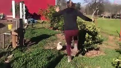 Animals Unexpected Attack On Human - Funny Animals Attack   PETASTIC