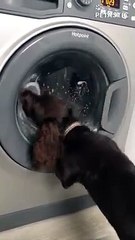 Adorable Cocker Spaniel Gets UNCOMFORTABLE    PETASTIC