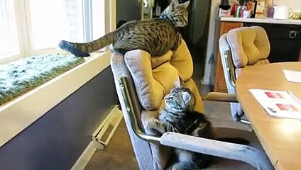 Cats Will Make You Laugh - Funny Cats Videos   PETASTIC