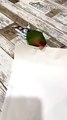 Peach-Faced Lovebird Prepares For Beauty Auditions   PETASTIC