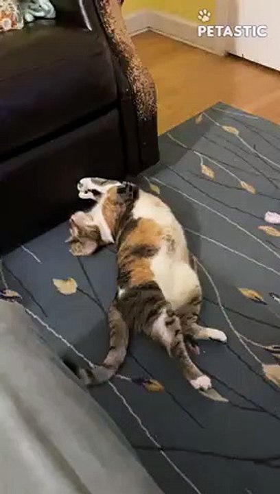 Silly Cat Gives The Couch A MESSY Makeover   PETASTIC