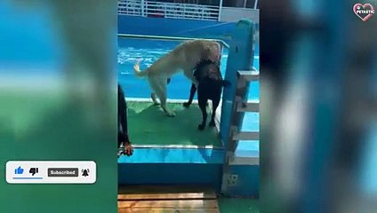 Animals Fail on Paws - FUNNY ANIMALS FAILS   PETASTIC