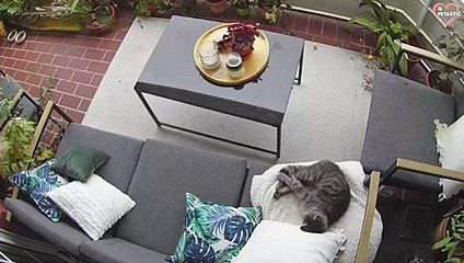 Funny Animals Fall Down - Animals Fails of 2022   PETASTIC